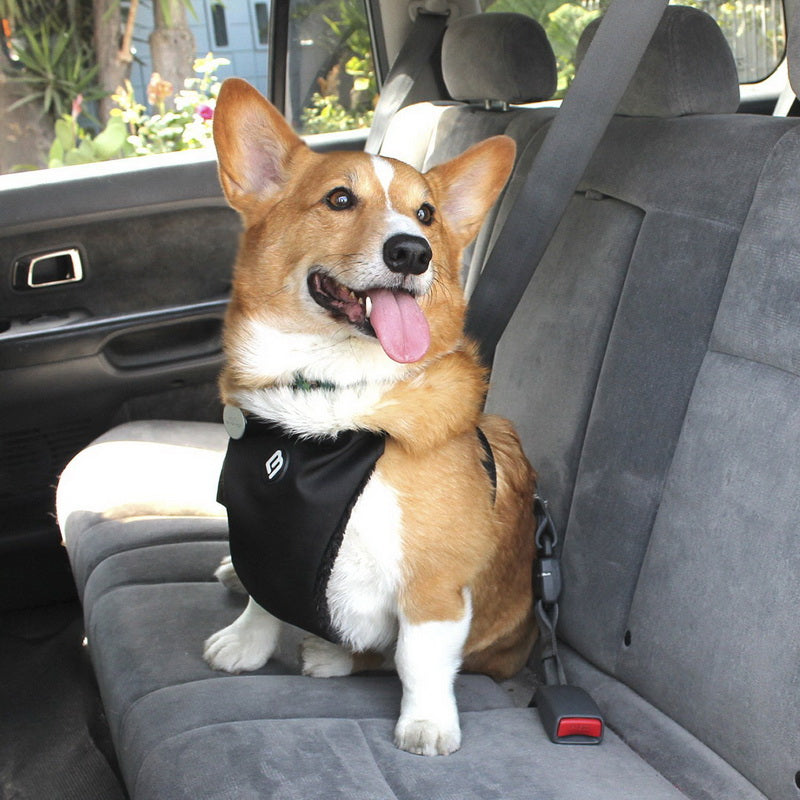 Walking Harness Black - Large