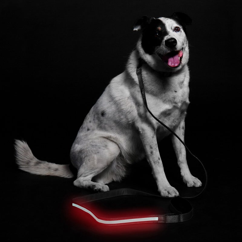 LED Leash - Black