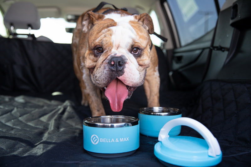 Pet Travel  Feeder
