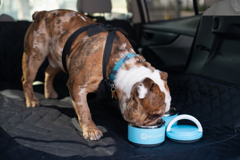 Pet Travel  Feeder