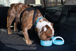 Pet Travel  Feeder