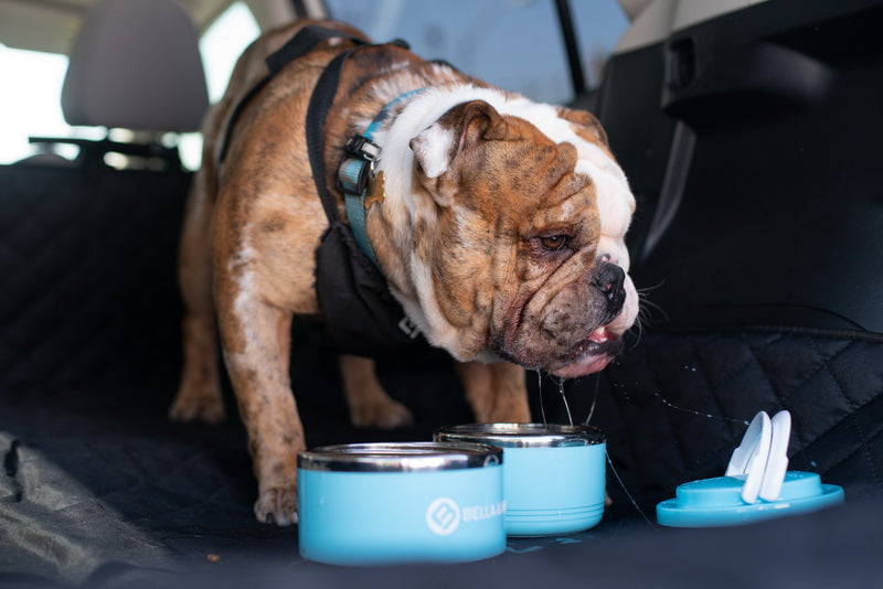 Pet Travel  Feeder